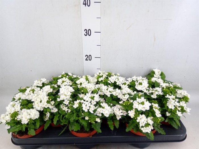 <h4>Verbena  'Drums White'</h4>