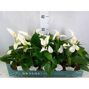 Anthurium  'Banderola Cava'