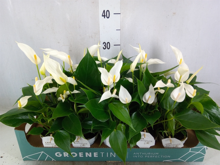 <h4>Anthurium  'Banderola Cava'</h4>