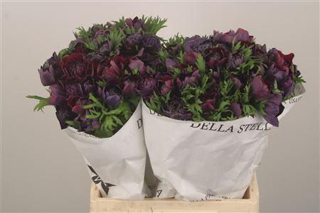 Anemone Levante Wine