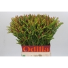 Leucadendron Ayoba Cherry Pearl Spray