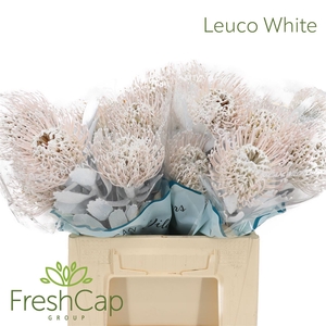 Leuco (klbh) White