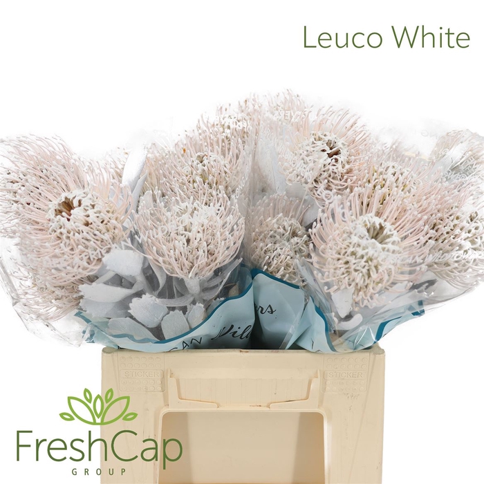 <h4>Leuco (klbh) White</h4>