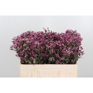 Lim Sin Tiffany Diam