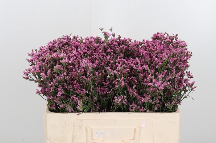 <h4>Lim Sin Tiffany Diam</h4>