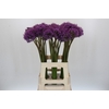 Allium Gladiator