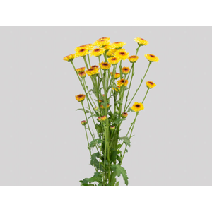CRISANTEMO SANTINI ABBEY YELLOW 070 CM