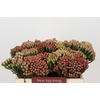 Kaaps Groen Red Brunia Medium