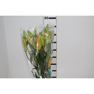 LIRIO EREMO 080 CM HT 2/3 FLS LARANJA