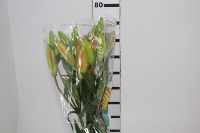 <h4>LIRIO EREMO 080 CM HT 2/3 FLS LARANJA</h4>