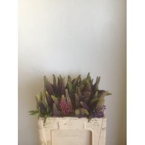 Lupinus