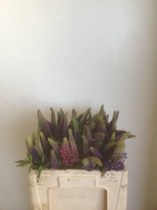 <h4>Lupinus</h4>