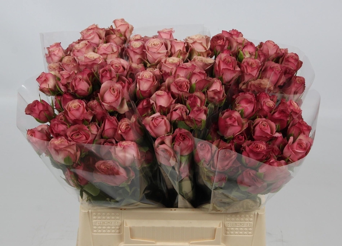 <h4>R TR DESTINI</h4>