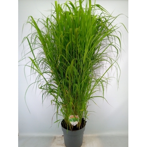 Miscanthus sin. 'Malepartus'
