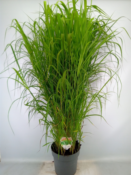 <h4>Miscanthus sin. 'Malepartus'</h4>
