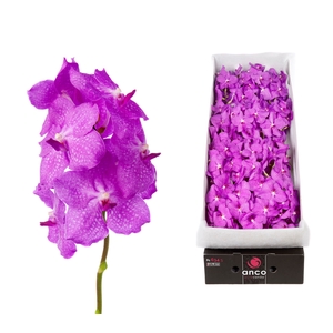 Vanda Candy Pink