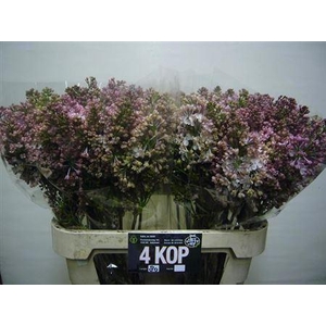 Syr Hy Maidens Blush