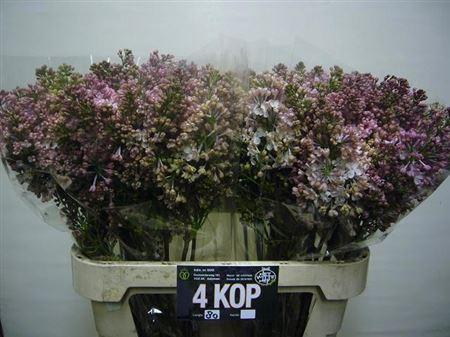 <h4>Syr Hy Maidens Blush</h4>