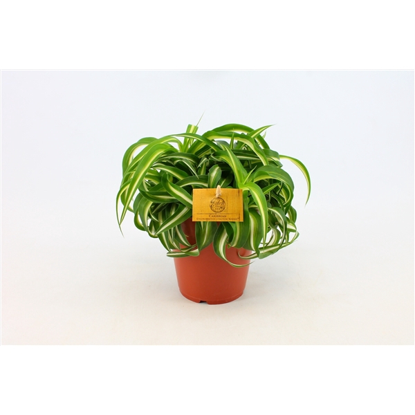 <h4>Chlorophytum Bonnie 15cm</h4>