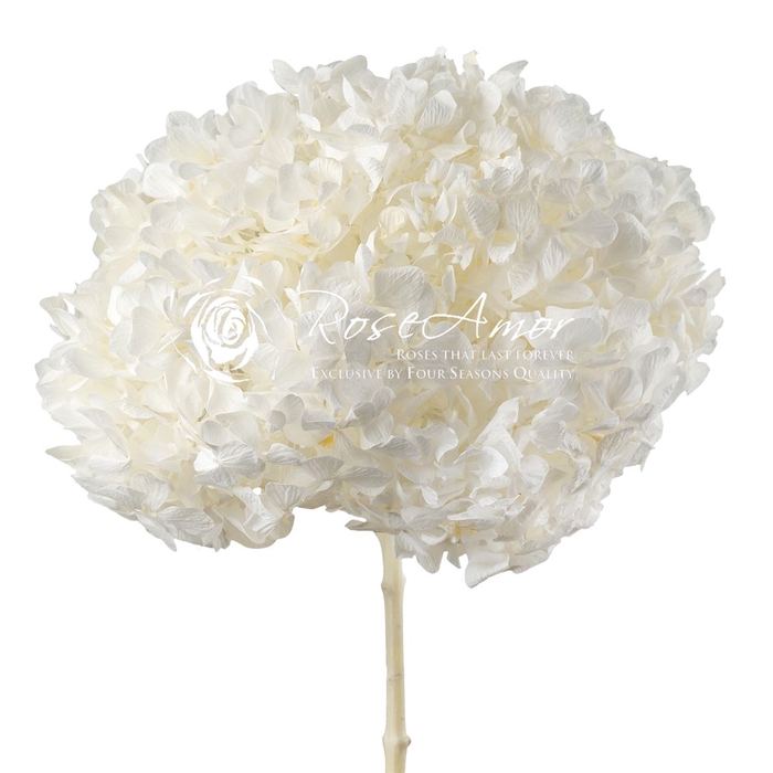 <h4>Hydrangea Xl Whi01</h4>