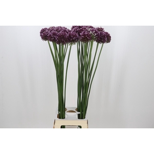 Allium Purple Mystery
