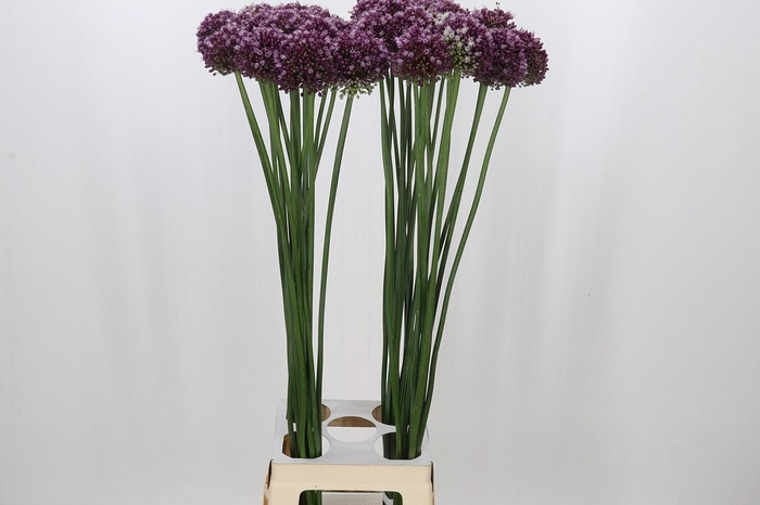 <h4>Allium Purple Mystery</h4>