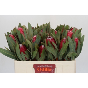 Protea Sheila