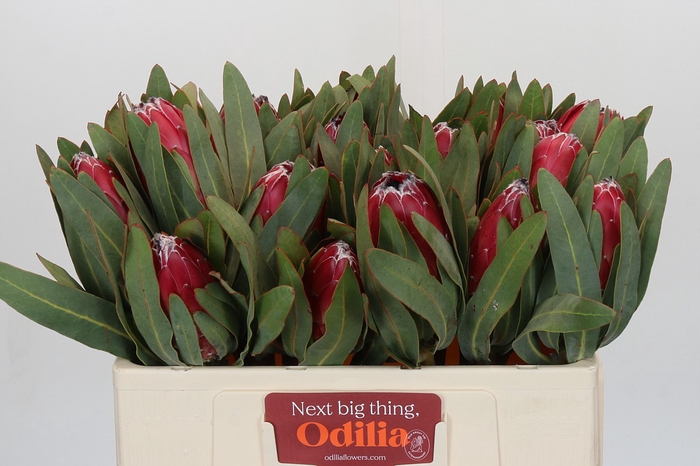 <h4>Protea Sheila</h4>