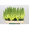 Antirrhinum Opus Yellow