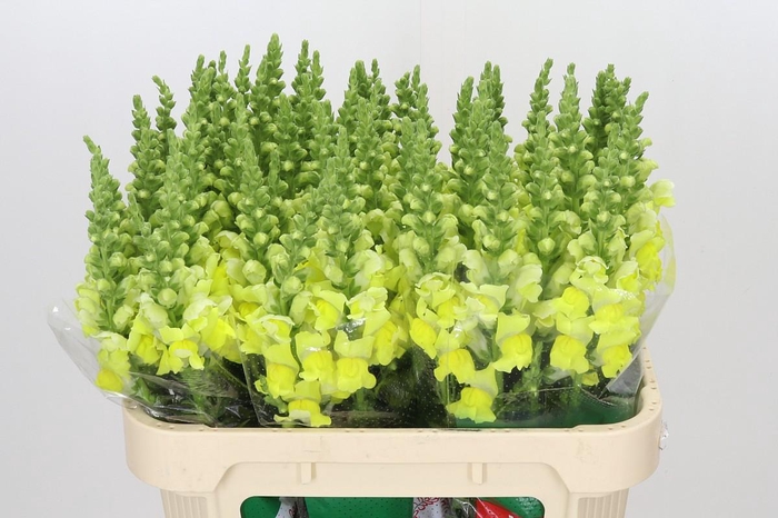<h4>Antirrhinum Opus Yellow</h4>