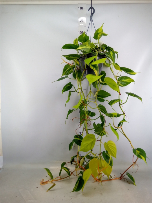 <h4>Philodendron scand. 'Brasil'</h4>