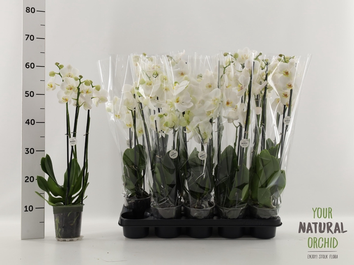 <h4>PHAL OV WIT</h4>