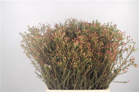 <h4>Chamelaucium Tal Seeds</h4>