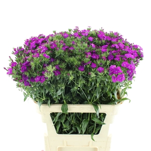 Di Barb Amazon Purple N L
