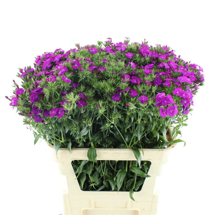 <h4>Di Barb Amazon Purple N L</h4>