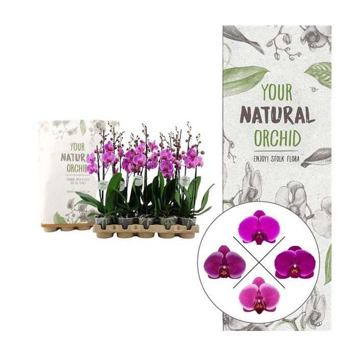 <h4>Your Natural Orchid | Eco Lila | Phalaenopsis 2 spike</h4>