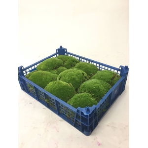 BOLMOS PLASTIC KIST