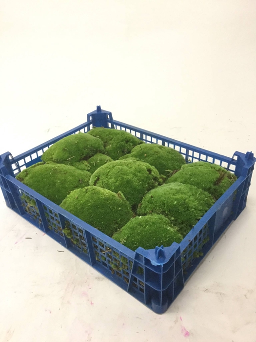BOLMOS PLASTIC KIST