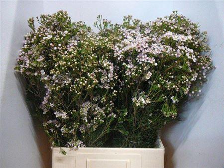 Chame Un Jupiter Sol