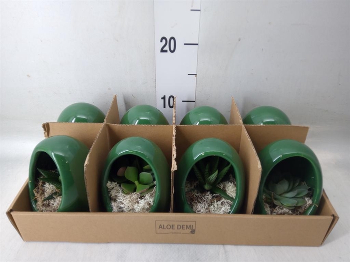 <h4>Arr.  Succulents L%</h4>