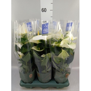 Anthurium  'Karma White'