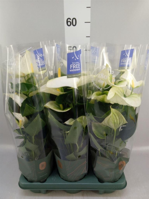 <h4>Anthurium  'Karma White'</h4>