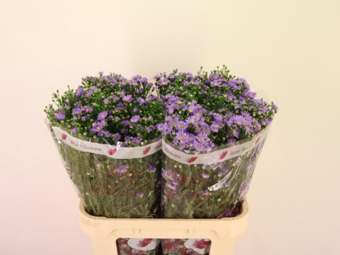 <h4>AST CASSANDRA</h4>