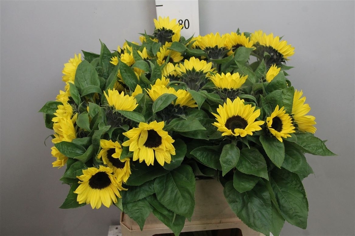 <h4>Heli Sunrich Lemon</h4>