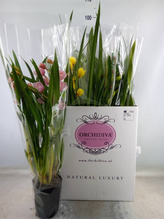 <h4>Cymbidium   ...mix</h4>