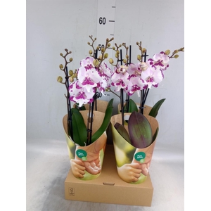 Phalaenopsis   ...rose