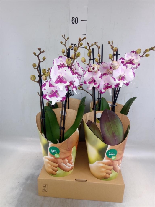 <h4>Phalaenopsis   ...rose</h4>