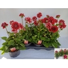 Dahlia (Decorative Grp) Labella Grande Fun Red White