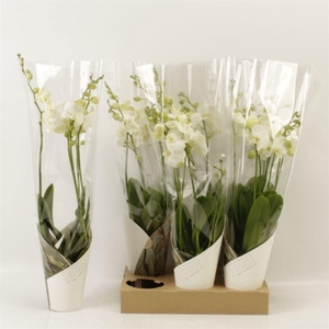 PHAL AN INVERNESS