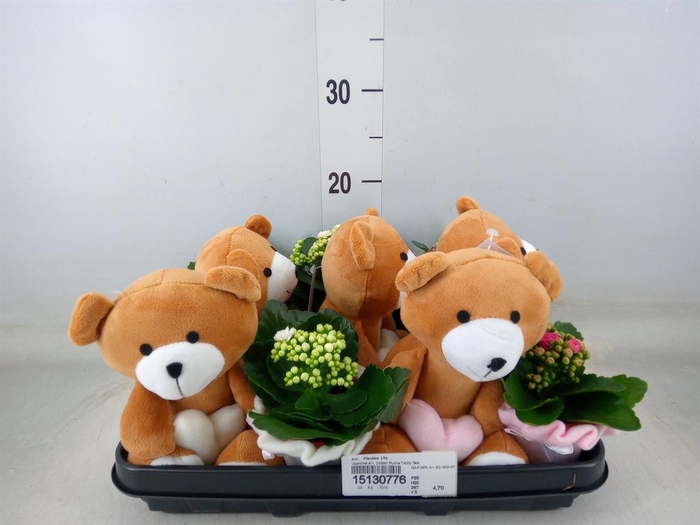 <h4>Arr. Planten L%</h4>